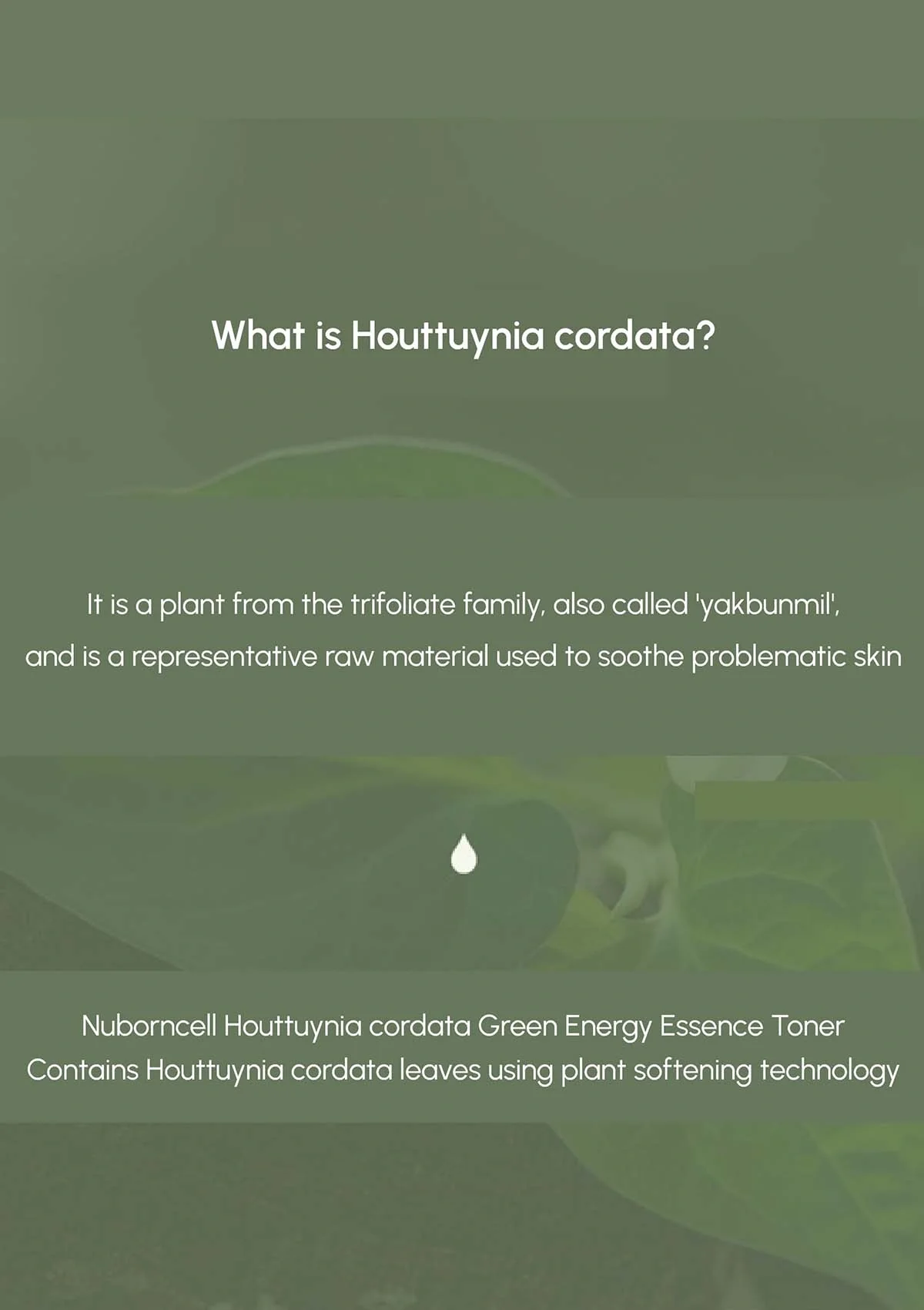 [BLANC DUBU] Nuborn Cell Eoseongcho Green Energy Essence Toner 50g - Image 8