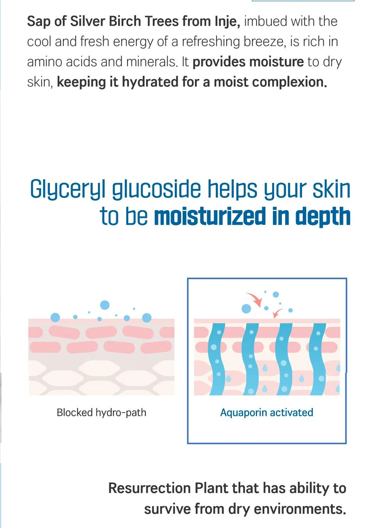 [ROUND LAB] Birch Juice Moisturizing Toner 300ml - Image 8